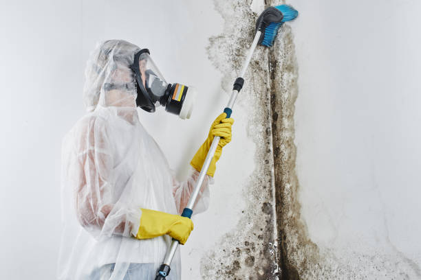 Best DIY Mold Remediation Support Services in Watts Mills, SC