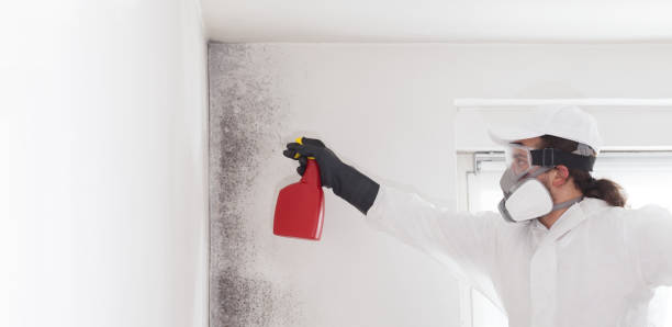 Mold Remediation for Specific Building Types