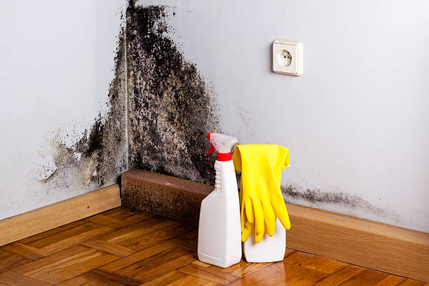 Best Industrial Mold Remediation in Watts Mills, SC